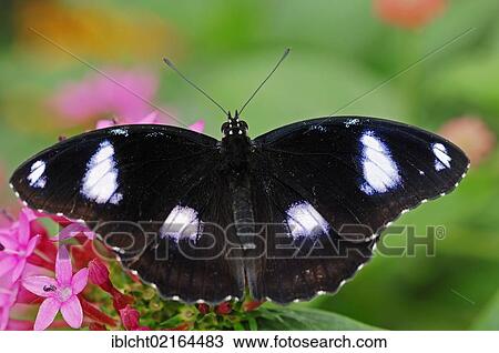 Danaid Eggfly, Mimic, or Diadem (Hypolimnas misippus), Asian species, captive, North Rhine-Westphalia, Germany, Europe View Large Photo Image Stock Image - Danaid Eggfly, Mimic, or Diadem (Hypolimnas misippus), Asian species, captive, North Rhine-Westphalia, Germany, Europe. Fotosearch