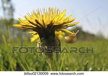 Dandelion (Taraxacum sect. Ruderalia) with a small Snail (Gastropoda) on the flower, Thuringia, Germany, Europe View Large Photo Image Stock Photo - Dandelion (Taraxacum sect. Ruderalia) with a small Snail (Gastropoda) on the flower, Thuringia, Germany, Europe. Fotosearch