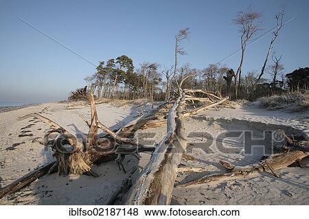 Darsswald forest and dead wood on West Beach, Darss, Bodden Landscape of Vorpommern National Park, Mecklenburg-Western Pomerania, Baltic Sea, Germany, Europe View Large Photo Image Stock Photo - Darsswald forest and dead wood on West Beach, Darss, Bodden Landscape of Vorpommern National Park, Mecklenburg-Western Pomerania, Baltic Sea, Germany, Europe. Fotosearch