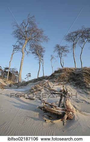 Darsswald forest and dead wood on West Beach, Darss, Bodden Landscape of Vorpommern National Park, Mecklenburg-Western Pomerania, Baltic Sea, Germany, Europe View Large Photo Image Stock Photograph - Darsswald forest and dead wood on West Beach, Darss, Bodden Landscape of Vorpommern National Park, Mecklenburg-Western Pomerania, Baltic Sea, Germany, Europe. Fotosearch