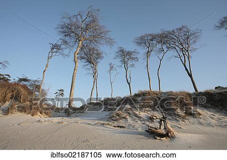 Darsswald forest and dead wood on West Beach, Darss, Bodden Landscape of Vorpommern National Park, Mecklenburg-Western Pomerania, Baltic Sea, Germany, Europe View Large Photo Image Stock Photography - Darsswald forest and dead wood on West Beach, Darss, Bodden Landscape of Vorpommern National Park, Mecklenburg-Western Pomerania, Baltic Sea, Germany, Europe. Fotosearch