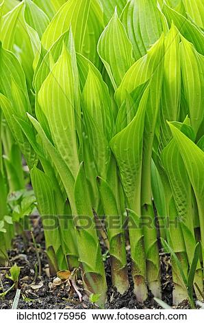 Stock Photograph - Day lily, Plantain lily (Hosta cultivar), leaves in spring. Fotosearch