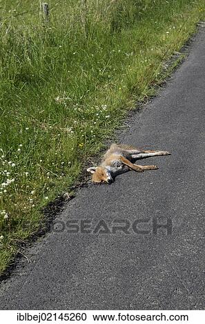 Dead Red fox on the roadside, roadkill, Auvergne, France, Europe View Large Photo Image Stock Image - Dead Red fox on the roadside, roadkill, Auvergne, France, Europe. Fotosearch
