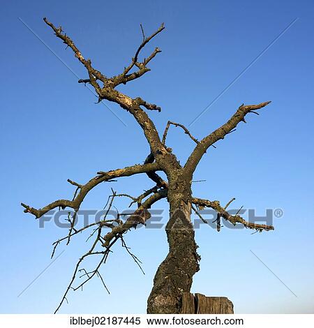 Dead tree against blue sky View Large Photo Image Stock Photography - Dead tree against blue sky. Fotosearch