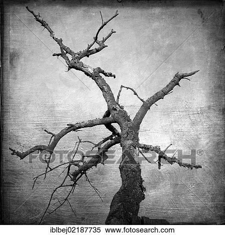Dead tree, vintage look View Large Photo Image Stock Photography - Dead tree, vintage look. Fotosearch