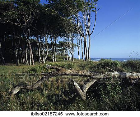 Dead wood, Darsswald forest and the Baltic Sea, western beach, Darss peninsula, Western Pomerania Lagoon Area National Park, Mecklenburg-Western Pomerania, Baltic Sea, Germany, Europe View Large Photo Image Stock Photography - Dead wood, Darsswald forest and the Baltic Sea, western beach, Darss peninsula, Western Pomerania Lagoon Area National Park, Mecklenburg-Western Pomerania, Baltic Sea, Germany, Europe. Fotosearch