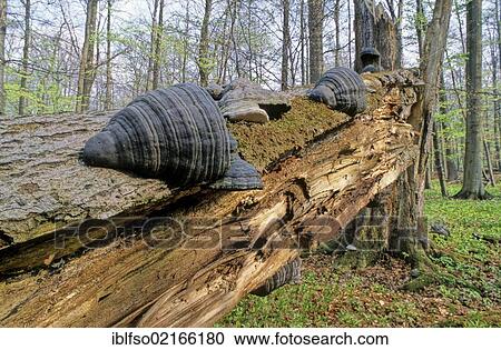 Stock Image - Dead wood, European or Common Beech (Fagus sylvatica), with Tinder Fungus, Hoof Fungus, Tinder Conk, Tinder Polypore or Ice Man Fungus (Fomes fomentarius), Hainich National Park, UNESCO World Natural Heritage, near Eisenach, Thuringia, Germany, Europe. Fotosearch