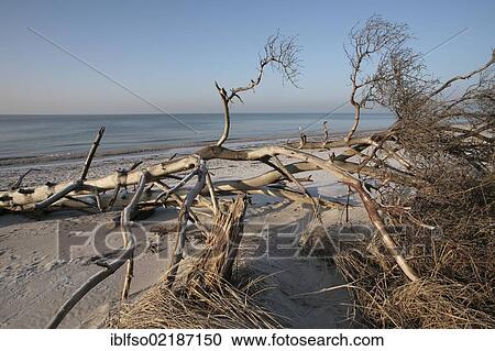 Dead wood on West Beach, Darss, Bodden Landscape of Vorpommern National Park, Mecklenburg-Western Pomerania, Baltic Sea, Germany, Europe View Large Photo Image Stock Image - Dead wood on West Beach, Darss, Bodden Landscape of Vorpommern National Park, Mecklenburg-Western Pomerania, Baltic Sea, Germany, Europe. Fotosearch