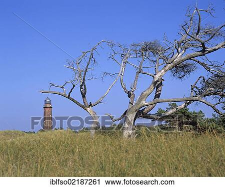 Dead wood, Scots pine (Pinus sylvestris) on the western beach, Darss peninsula, Darsser Ort lighthouse at the back, Western Pomerania Lagoon Area National Park, Mecklenburg-Western Pomerania, Baltic Sea, Germany, Europe View Large Photo Image Stock Image - Dead wood, Scots pine (Pinus sylvestris) on the western beach, Darss peninsula, Darsser Ort lighthouse at the back, Western Pomerania Lagoon Area National Park, Mecklenburg-Western Pomerania, Baltic Sea, Germany, Europe. Fotosearch