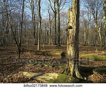 Deadwood, on ground and standing upright, UNESCO World Natural Heritage Site, Thuringia, Germany, Europe View Large Photo Image Stock Photo - Deadwood, on ground and standing upright, UNESCO World Natural Heritage Site, Thuringia, Germany, Europe. Fotosearch