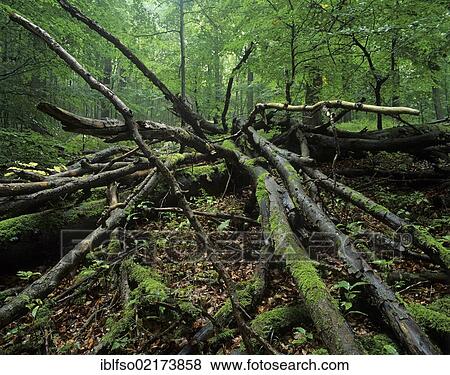 Deadwood on ground in a European beech forest (Fagus sylvatica), UNESCO World Natural Heritage Site, Hainich National Park, Thuringia, Germany, Europe View Large Photo Image Stock Photo - Deadwood on ground in a European beech forest (Fagus sylvatica), UNESCO World Natural Heritage Site, Hainich National Park, Thuringia, Germany, Europe. Fotosearch