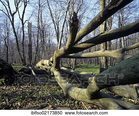 Deadwood on ground in European beech forest (Fagus sylvatica), UNESCO World Natural Heritage Site, Hainich National Park, Thuringia, Germany, Europe View Large Photo Image Stock Image - Deadwood on ground in European beech forest (Fagus sylvatica), UNESCO World Natural Heritage Site, Hainich National Park, Thuringia, Germany, Europe. Fotosearch