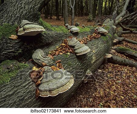 Deadwood with tinder fungus (Fomes fomentarius), jungle at Sababurg castle, Reinhardswald forest region, Hofgeismar, Lower Saxony, Germany, Europe View Large Photo Image Stock Image - Deadwood with tinder fungus (Fomes fomentarius), jungle at Sababurg castle, Reinhardswald forest region, Hofgeismar, Lower Saxony, Germany, Europe. Fotosearch