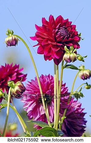 Stock Image - Decorative Dahlia Ernst (Dahlia hybrida), flowers. Fotosearch