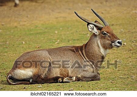 Stock Image - Defassa Waterbuck (Kobus ellipsiprymnus defassa), male, native of Africa, in captivity, Czech Republic, Europe. Fotosearch