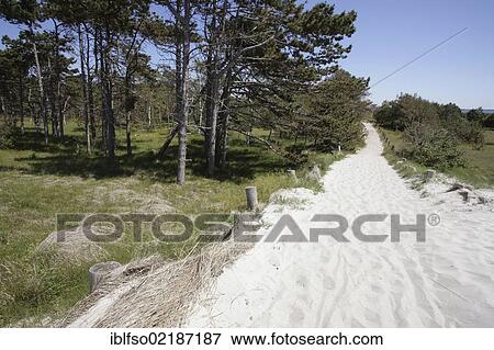 Stock Photo - Dirt road to the beach, Gellen peninsula near Neuendorf, west coast of Hiddensee, Mecklenburg-Western Pomerania, Baltic Sea, Germany, Europe. Fotosearch