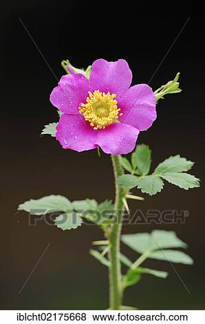 Dog rose (Rosa canina), North Rhine-Westphalia, Germany, Europe View Large Photo Image Stock Photo - Dog rose (Rosa canina), North Rhine-Westphalia, Germany, Europe. Fotosearch