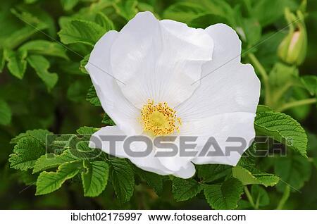 Stock Photo - Dog rose (Rosa canina), North Rhine-Westphalia, Germany, Europe. Fotosearch