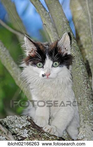 Domestic Cat (Felis silvestris catus), kitten in a tree, Germany, Europe View Large Photo Image Stock Image - Domestic Cat (Felis silvestris catus), kitten in a tree, Germany, Europe. Fotosearch