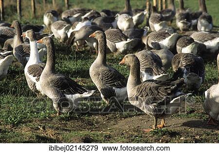 Domestic geese (Anser anser domesticus or Anser cygnoides), Perigord, France, Europe View Large Photo Image Stock Photo - Domestic geese (Anser anser domesticus or Anser cygnoides), Perigord, France, Europe. Fotosearch