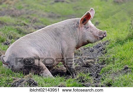 Domestic Pig (Sus scrofa domestica), free-range View Large Photo Image Stock Image - Domestic Pig (Sus scrofa domestica), free-range. Fotosearch