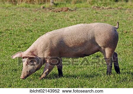 Domestic Pig (Sus scrofa domestica), free-range View Large Photo Image Stock Image - Domestic Pig (Sus scrofa domestica), free-range. Fotosearch