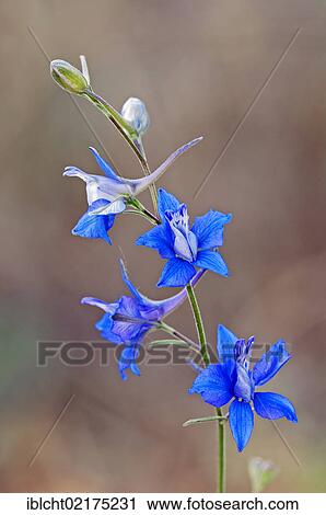 Stock Image - Doubtful knight's spur, Rocket larkspur (Consolida ajacis, Delphinium ajacis, Consolida ambigua), Provence-Alpes-Cote d'Azur, France, Europe. Fotosearch
