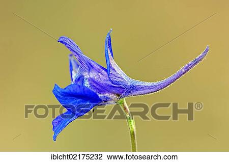 Doubtful knight's spur, Rocket larkspur (Consolida ajacis, Delphinium ajacis, Consolida ambigua), Provence-Alpes-Cote d'Azur, France, Europe View Large Photo Image Stock Image - Doubtful knight's spur, Rocket larkspur (Consolida ajacis, Delphinium ajacis, Consolida ambigua), Provence-Alpes-Cote d'Azur, France, Europe. Fotosearch