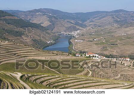 Stock Image - Douro river and Port Wine vineyards, Alto Douro, Unesco World Heritage site, Tras-os-Montes, Portugal, Europe. Fotosearch