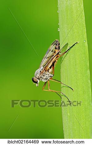Downlooker Snipefly (Rhagio scolopaceus), North Rhine-Westphalia, Germany, Europe View Large Photo Image Stock Photo - Downlooker Snipefly (Rhagio scolopaceus), North Rhine-Westphalia, Germany, Europe. Fotosearch