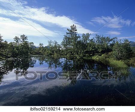 Downy Birch (Betula pubescens) beside a lake, Rondane National Park, Norway, Scandinavia, Europe View Large Photo Image Picture - Downy Birch (Betula pubescens) beside a lake, Rondane National Park, Norway, Scandinavia, Europe. Fotosearch