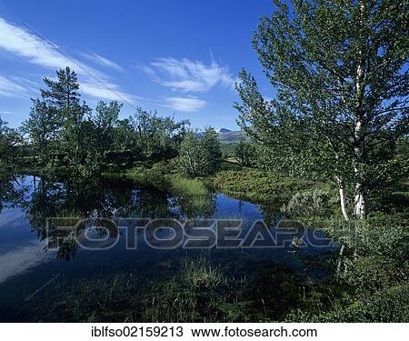 Downy Birch (Betula pubescens) beside a lake, Rondane National Park, Norway, Scandinavia, Europe View Large Photo Image Stock Image - Downy Birch (Betula pubescens) beside a lake, Rondane National Park, Norway, Scandinavia, Europe. Fotosearch