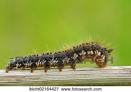 Stock Photo - Drinker Moth (Euthrix potatoria, Philudoria potatoria), caterpillar, North Rhine-Westphalia, Germany, Europe. Fotosearch