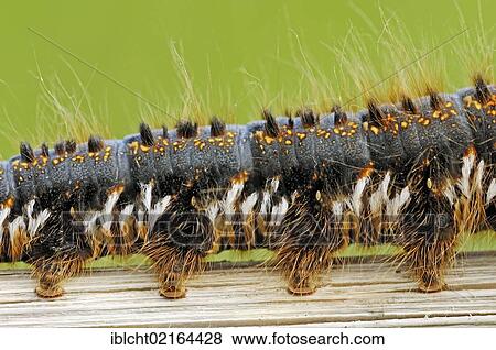 Drinker Moth (Euthrix potatoria, Philudoria potatoria), caterpillar, detail view, North Rhine-Westphalia, Germany, Europe View Large Photo Image Stock Photo - Drinker Moth (Euthrix potatoria, Philudoria potatoria), caterpillar, detail view, North Rhine-Westphalia, Germany, Europe. Fotosearch