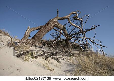 Dune on West Beach with a wind-blown Scots Pine (Pinus sylvestris), Darss, Bodden Landscape of Vorpommern National Park, Mecklenburg-Western Pomerania, Baltic Sea, Germany, Europe View Large Photo Image Stock Photo - Dune on West Beach with a wind-blown Scots Pine (Pinus sylvestris), Darss, Bodden Landscape of Vorpommern National Park, Mecklenburg-Western Pomerania, Baltic Sea, Germany, Europe. Fotosearch