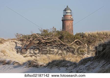 Dune with a wind-blown Scots Pine (Pinus sylvestris) on West Beach in front of the lighthouse on Darsser Ort near Prerow, Darss, Bodden Landscape of Vorpommern National Park, Mecklenburg-Western Pomerania, Baltic Sea, Germany, Europe View Large Photo Image Stock Image - Dune with a wind-blown Scots Pine (Pinus sylvestris) on West Beach in front of the lighthouse on Darsser Ort near Prerow, Darss, Bodden Landscape of Vorpommern National Park, Mecklenburg-Western Pomerania, Baltic Sea, Germany, Europe. Fotosearch