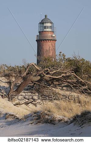 Dune with a wind-blown Scots Pine (Pinus sylvestris) on West Beach in front of the lighthouse on Darsser Ort near Prerow, Darss, Bodden Landscape of Vorpommern National Park, Mecklenburg-Western Pomerania, Baltic Sea, Germany, Europe View Large Photo Image Stock Image - Dune with a wind-blown Scots Pine (Pinus sylvestris) on West Beach in front of the lighthouse on Darsser Ort near Prerow, Darss, Bodden Landscape of Vorpommern National Park, Mecklenburg-Western Pomerania, Baltic Sea, Germany, Europe. Fotosearch