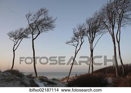 Dunes, Beech (Fagus sylvatica) and the Baltic Sea in the evening light, from West Beach, Darss, Bodden Landscape of Vorpommern National Park, Mecklenburg-Western Pomerania, Baltic Sea, Germany, Europe View Large Photo Image Picture - Dunes, Beech (Fagus sylvatica) and the Baltic Sea in the evening light, from West Beach, Darss, Bodden Landscape of Vorpommern National Park, Mecklenburg-Western Pomerania, Baltic Sea, Germany, Europe. Fotosearch