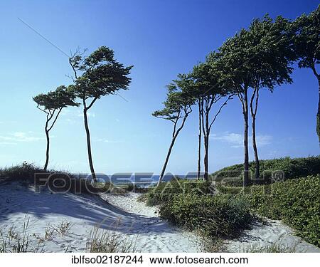 Dunes, European beeches (Fagus sylvatica) and the Baltic Sea, western beach, Darss peninsula, Western Pomerania Lagoon Area National Park, Mecklenburg-Western Pomerania, Baltic Sea, Germany, Europe View Large Photo Image Picture - Dunes, European beeches (Fagus sylvatica) and the Baltic Sea, western beach, Darss peninsula, Western Pomerania Lagoon Area National Park, Mecklenburg-Western Pomerania, Baltic Sea, Germany, Europe. Fotosearch