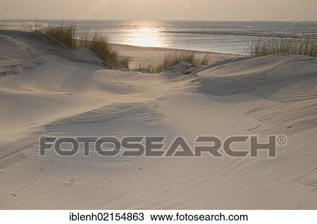 Dunes on Langeoog, Lower Saxony, Germany, Europe View Large Photo Image Stock Image - Dunes on Langeoog, Lower Saxony, Germany, Europe. Fotosearch