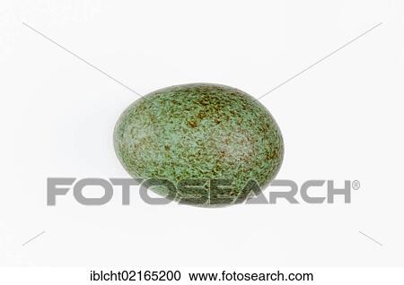 Egg of a Blackbird (Turdus merula), North Rhine-Westphalia, Germany, Europe View Large Photo Image Stock Image - Egg of a Blackbird (Turdus merula), North Rhine-Westphalia, Germany, Europe. Fotosearch