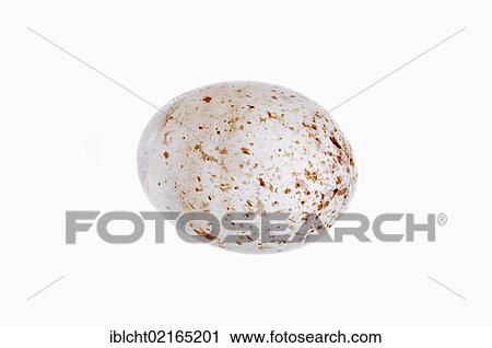 Egg of a Blue Tit (Parus caeruleus), North Rhine-Westphalia, Germany, Europe View Large Photo Image Stock Image - Egg of a Blue Tit (Parus caeruleus), North Rhine-Westphalia, Germany, Europe. Fotosearch