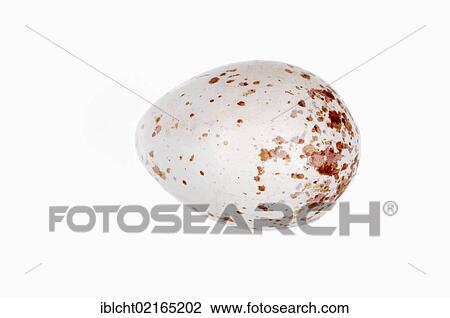 Stock Image - Egg of a Great Tit (Parus major), North Rhine-Westphalia, Germany, Europe. Fotosearch