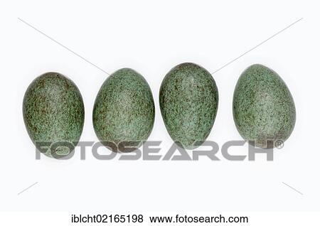 Eggs of a Blackbird (Turdus merula), North Rhine-Westphalia, Germany, Europe View Large Photo Image Stock Photo - Eggs of a Blackbird (Turdus merula), North Rhine-Westphalia, Germany, Europe. Fotosearch