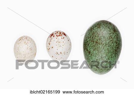 Stock Photo - Eggs of a Blue Tit (Parus caeruleus), a Great Tit (Parus major) and a Blackbird (Turdus merula), North Rhine-Westphalia, Germany, Europe. Fotosearch