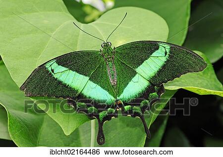 Emerald Swallowtail, Emerald Peacock, or Green-banded Peacock (Papilio palinurus), Asian species, captive, North Rhine-Westphalia, Germany, Europe View Large Photo Image Stock Photograph - Emerald Swallowtail, Emerald Peacock, or Green-banded Peacock (Papilio palinurus), Asian species, captive, North Rhine-Westphalia, Germany, Europe. Fotosearch