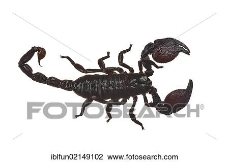 Stock Image - Emperor Scorpion (Pandinus imperator). Fotosearch