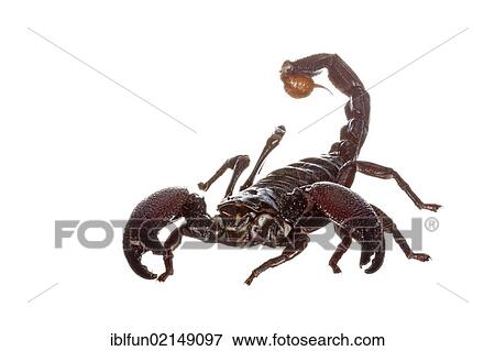 Emperor Scorpion (Pandinus imperator) View Large Photo Image Stock Photo - Emperor Scorpion (Pandinus imperator). Fotosearch