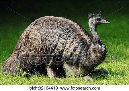 Stock Image - Emu (Dromaius novaehollandiae), Australian species, captive, Hamm, North Rhine-Westphalia, Germany, Europe. Fotosearch