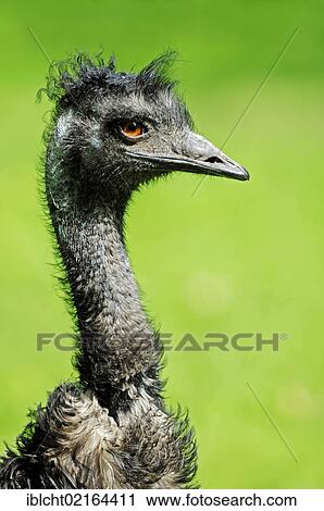 Stock Image - Emu (Dromaius novaehollandiae), portrait, Australian species, captive, Hamm, North Rhine-Westphalia, Germany, Europe. Fotosearch